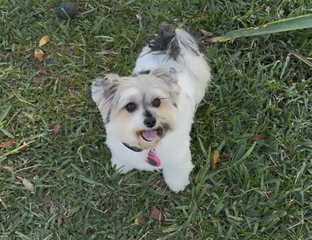 Adorable dog in a lush garden, keeping pests away naturally.